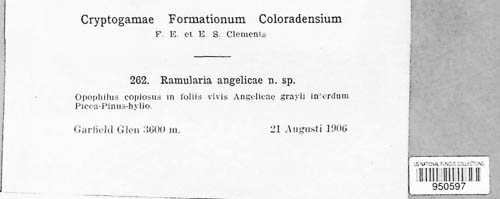 Ramularia angelicae image